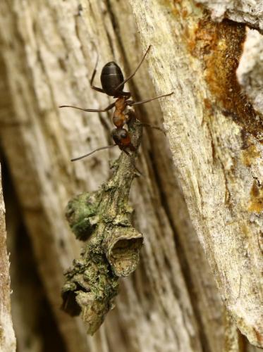 Réf. 214 092 : Formica rufa